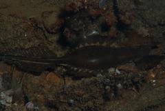 Callorhinchus capensis
