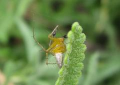Oxyopes vogelsangeri