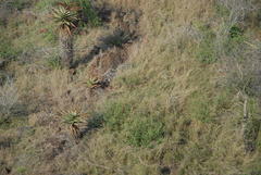 Aloe marlothii marlothii