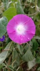 Ipomoea purpurea