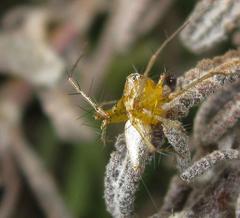 Oxyopes vogelsangeri