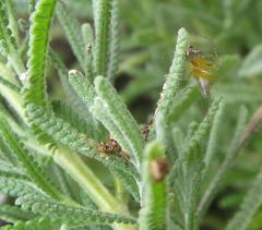 Oxyopes vogelsangeri