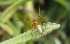 Oxyopes vogelsangeri