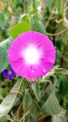 Ipomoea purpurea
