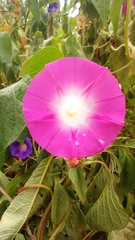 Ipomoea purpurea