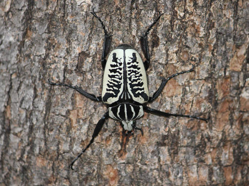 Photo of Whitemark Goliath Beetle (Goliathus albosignatus)