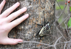 Goliathus albosignatus