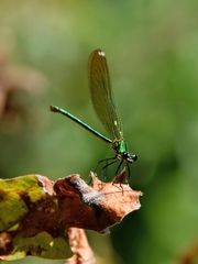 Calopteryx syriaca