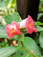 Costus phyllocephalus