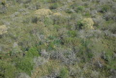 Agave sisalana