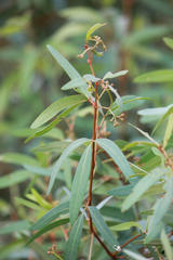 Rhoicissus revoilii