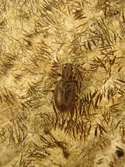 Latridius hirtus