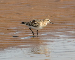 Calidris bairdii