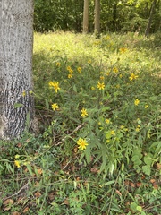 Helianthus schweinitzii