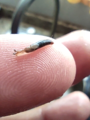 Gastropoda