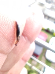 Gastropoda