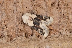 Triocnemis saporis