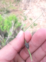 Euschistus longiceps