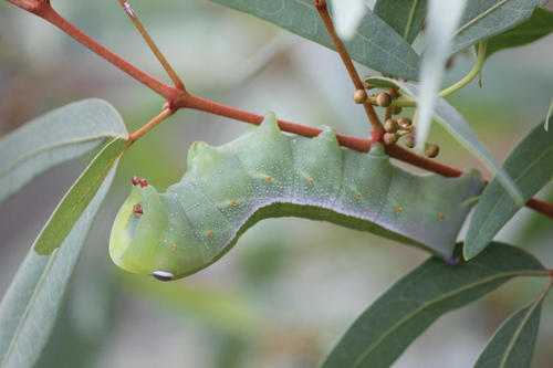 Cape Hawkmoth