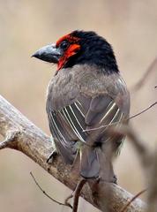 Lybius torquatus torquatus