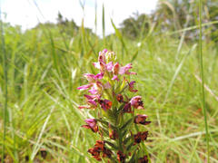 Brachycorythis ovata ovata