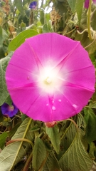 Ipomoea purpurea