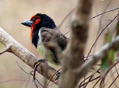 Lybius torquatus torquatus