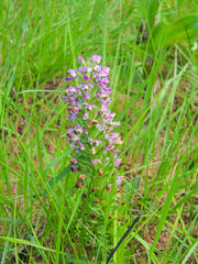 Brachycorythis ovata ovata