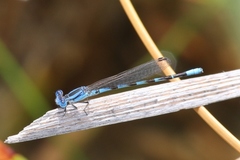Argia leonorae