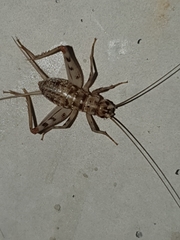 Gryllomorpha dalmatina
