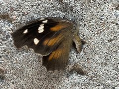 Libytheana carinenta