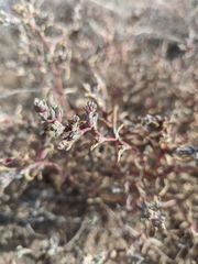 Suaeda prostrata