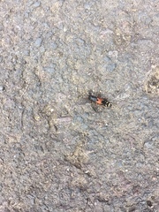 Platydracus stercorarius