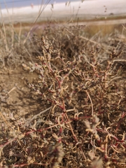 Suaeda prostrata