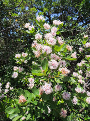 Dais cotinifolia