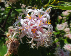 Dais cotinifolia