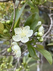 Campomanesia xanthocarpa