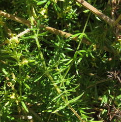 Galium capense capense