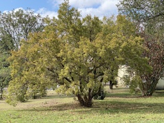 Campomanesia xanthocarpa