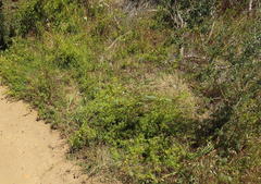 Galium capense capense