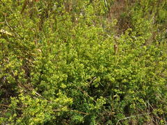 Galium capense capense