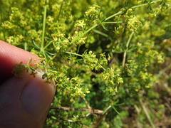Galium capense capense