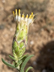 Pteronia hutchinsoniana