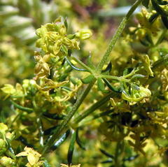Galium capense capense
