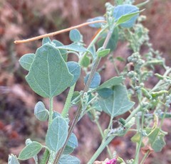 Chenopodium fremontii