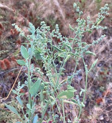 Chenopodium fremontii