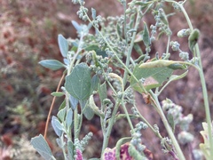 Chenopodium fremontii