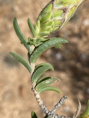 Pteronia hutchinsoniana