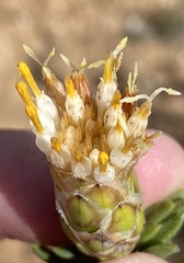 Pteronia hutchinsoniana