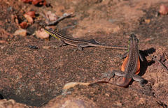 Platysaurus minor